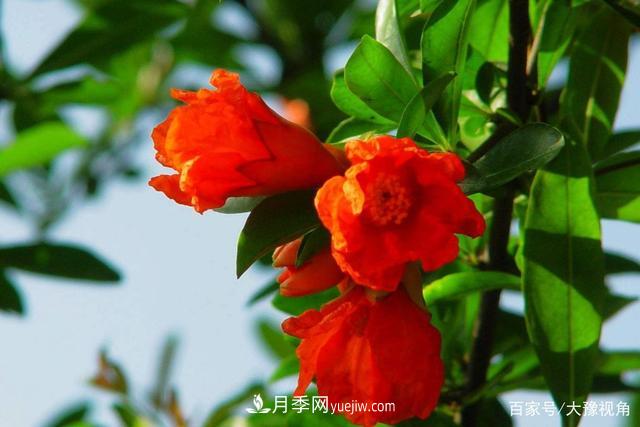 河南省各市市花，洛陽牡丹***出名，月季***受歡迎(圖3)