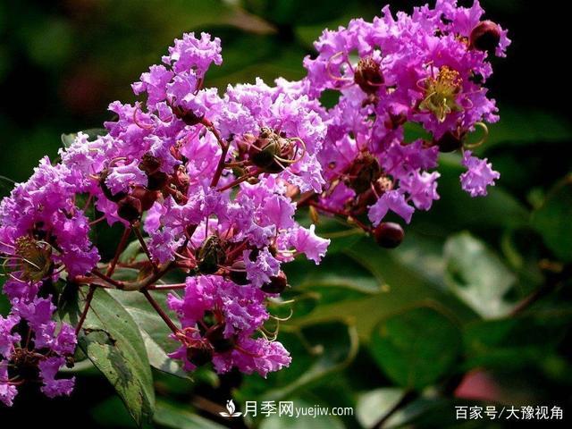 河南省各市市花，洛陽牡丹***出名，月季***受歡迎(圖4)