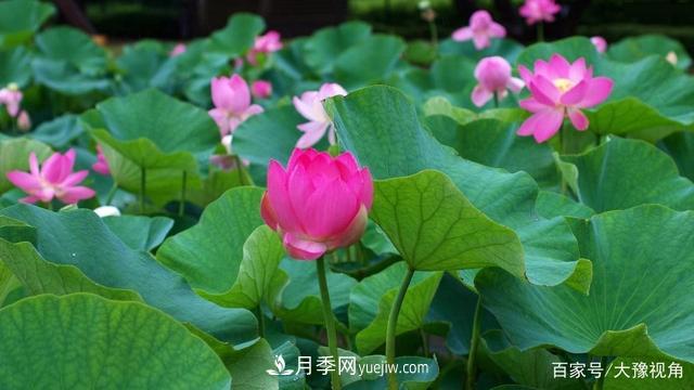 河南省各市市花，洛陽牡丹***出名，月季***受歡迎(圖5)
