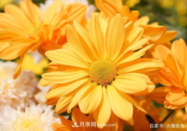 河南省各市市花，洛陽牡丹***出名，月季***受歡迎(圖2)