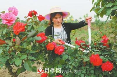 平頂山三百畝樹狀月季 帶領村民脫貧致富(圖1)