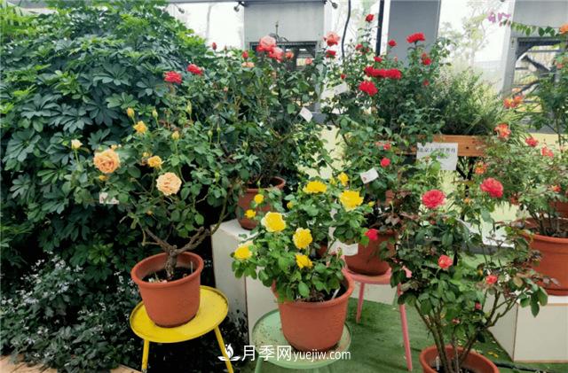 世界月季主題園在中國(guó)月季展中榮獲金獎(jiǎng)！(圖1)