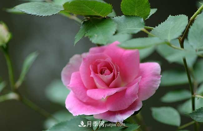 南陽月季花多少錢一株？(圖1)