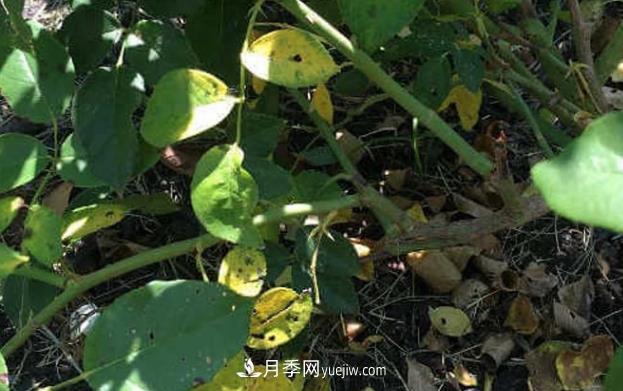 月季黃葉的11個(gè)原因分析(圖1)