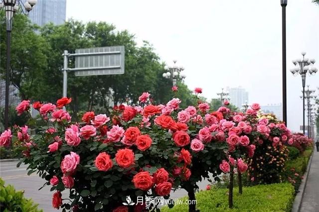 樹(shù)狀月季慢慢枯死的原因(圖1)