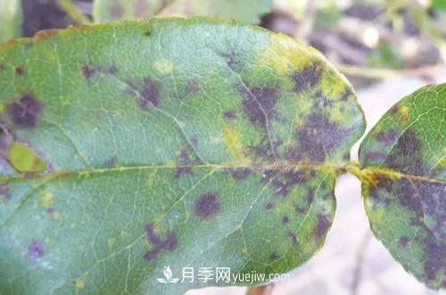 不用農(nóng)藥，食醋治月季黑斑病方法(圖1)