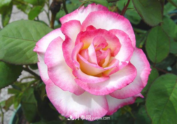 月季澆水，澆根還是澆葉？(圖1)