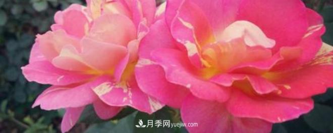 花徑超過15厘米的月季花品種有哪些？(圖1)