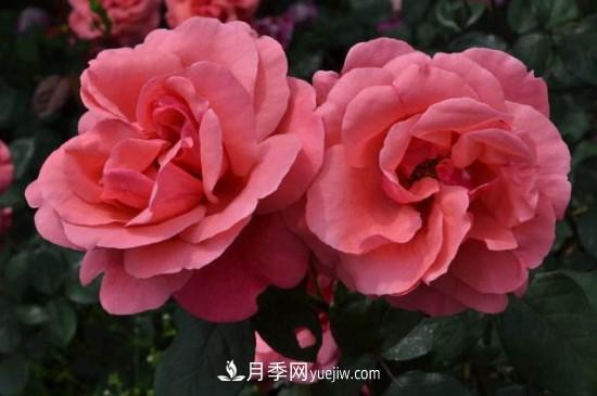 花徑超過15厘米的月季花品種有哪些？(圖3)