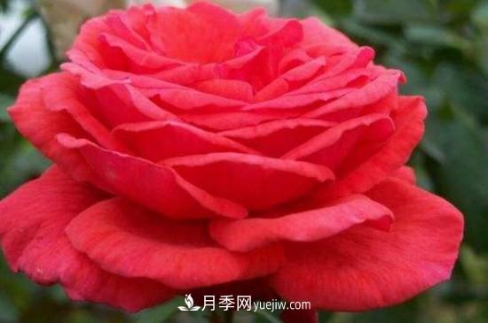 花徑超過15厘米的月季花品種有哪些？(圖4)
