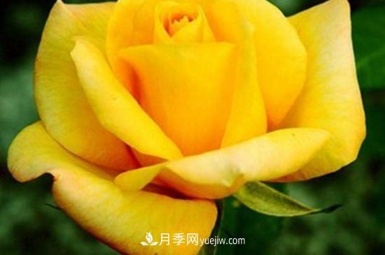 花徑超過15厘米的月季花品種有哪些？(圖5)