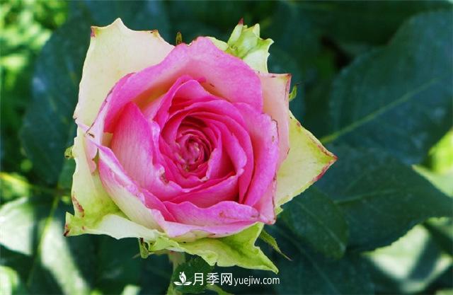 西安的春天，西部芳香園盛開的月季花(圖2)