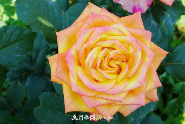 西安的春天，西部芳香園盛開的月季花(圖4)