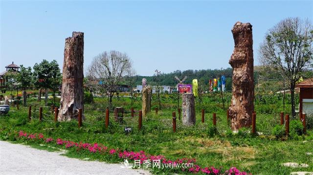西安的春天，西部芳香園盛開的月季花(圖3)