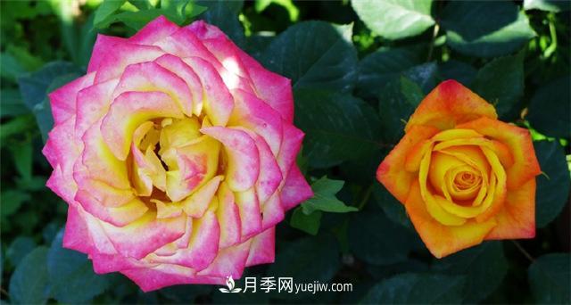西安的春天，西部芳香園盛開的月季花(圖1)