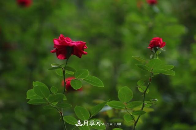 月季正紅：唯有此花開不厭，一年長占四時春(圖2)
