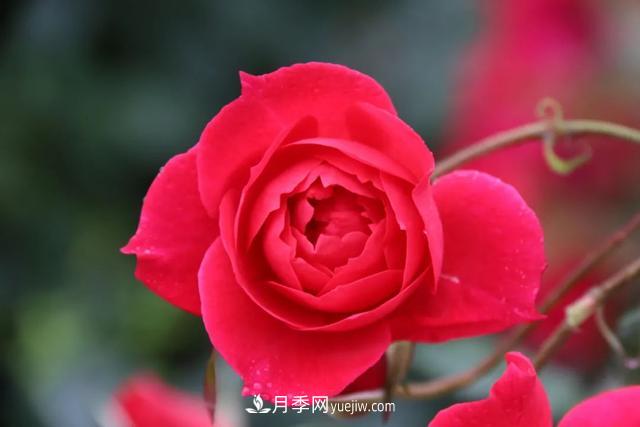 月季正紅：唯有此花開不厭，一年長占四時春(圖3)