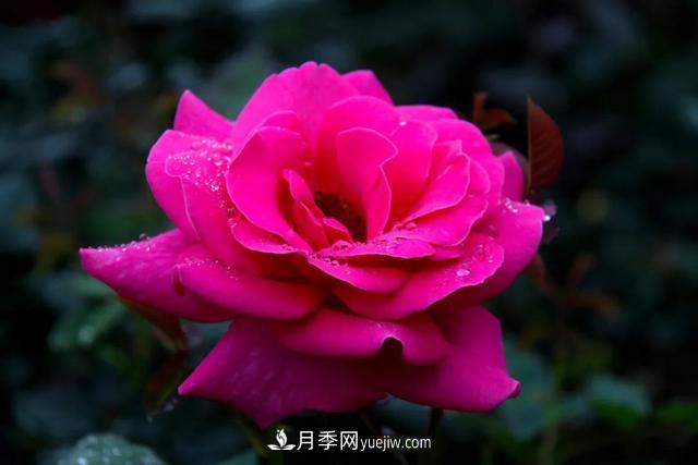 月季正紅：唯有此花開不厭，一年長占四時春(圖1)