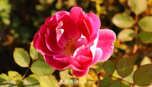月季正紅：唯有此花開不厭，一年長占四時春(圖4)