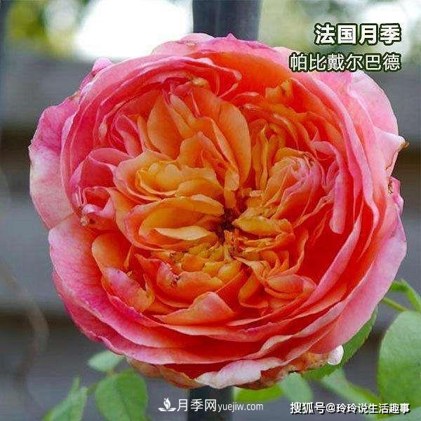 喜歡玫瑰，不如養(yǎng)“優(yōu)良月季”戴爾巴德，古典花型，美麗怡人！(圖2)