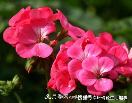 喜歡玫瑰，不如養(yǎng)“優(yōu)良月季”戴爾巴德，古典花型，美麗怡人！(圖4)