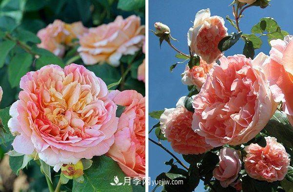 喜歡玫瑰，不如養(yǎng)“優(yōu)良月季”戴爾巴德，古典花型，美麗怡人！(圖1)