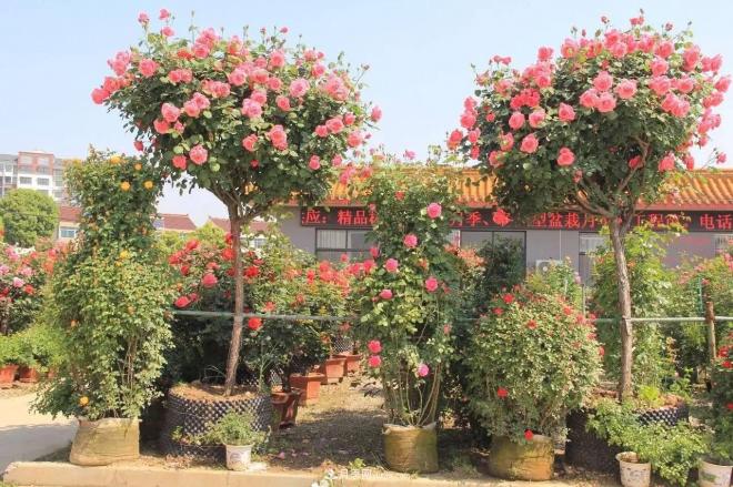南陽月季批發(fā)：唯有此花開不厭，一年長占四時春(圖1)