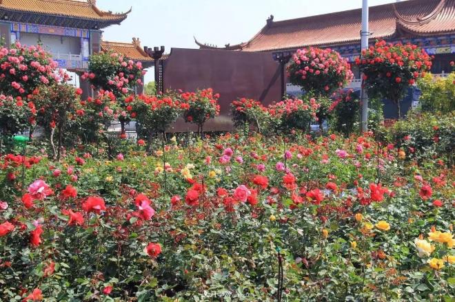 南陽月季批發(fā)：唯有此花開不厭，一年長占四時春(圖3)