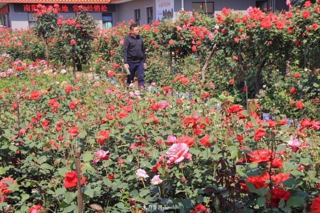 南陽月季批發(fā)：唯有此花開不厭，一年長占四時春(圖5)