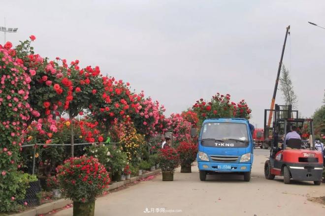 南陽月季批發(fā)：唯有此花開不厭，一年長占四時春(圖8)