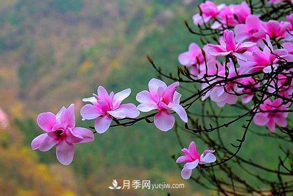 走進(jìn)南召縣小店鄉(xiāng) 辛夷產(chǎn)業(yè)發(fā)展助推脫貧攻堅(圖1)