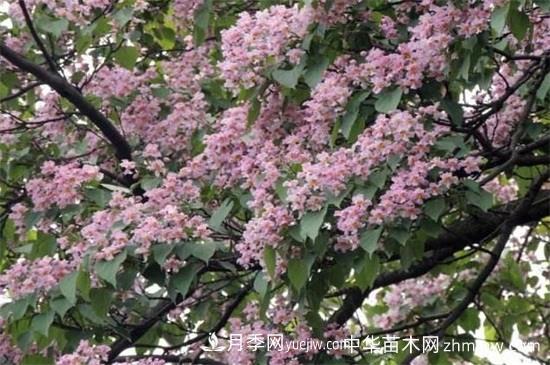 河南苗木楸樹(shù)和梓樹(shù)的區(qū)別(圖2)