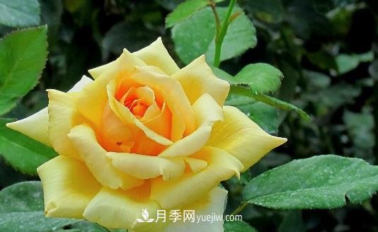爬藤月季什么時間移植比較好？(圖1)