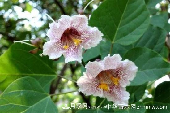 楸樹的養(yǎng)殖方法和注意事項(xiàng)(圖1)