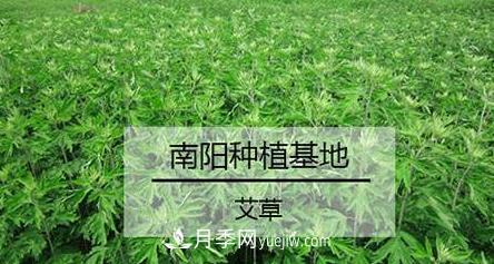 南陽艾草的種植方法，艾草的種植技巧(圖1)