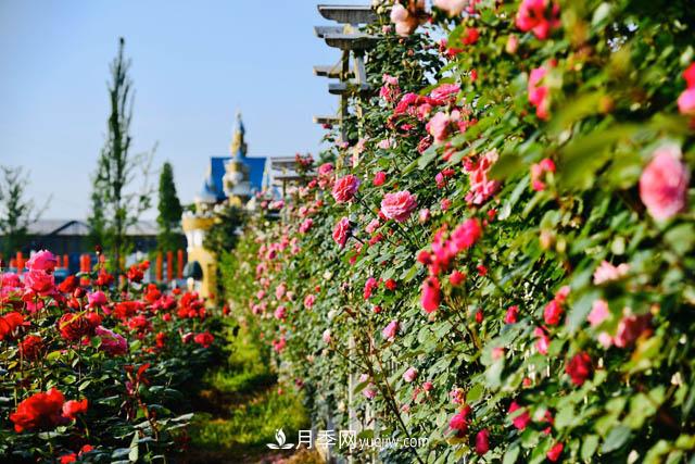 都江堰玫瑰花溪谷，打造中國(guó)美麗月季花海(圖1)