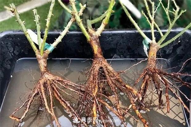 秋冬季節(jié)買的裸根月季苗，選購(gòu)、上盆和恢復(fù)指南，南北地區(qū)差別大(圖1)