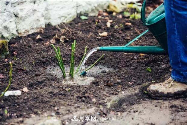 秋冬季節(jié)買的裸根月季苗，選購(gòu)、上盆和恢復(fù)指南，南北地區(qū)差別大(圖3)