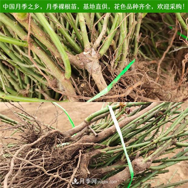 月季裸根苗什么時候栽種？教你把握***佳時機栽種(圖1)