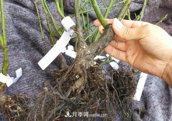 月季裸根大苗開花多見效快，網(wǎng)購注意事項(xiàng)(圖1)