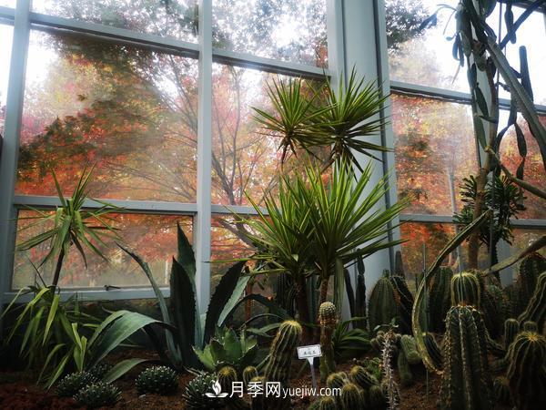 12種稀奇植物首次落戶鄭州植物園，免費對外展覽(圖1)