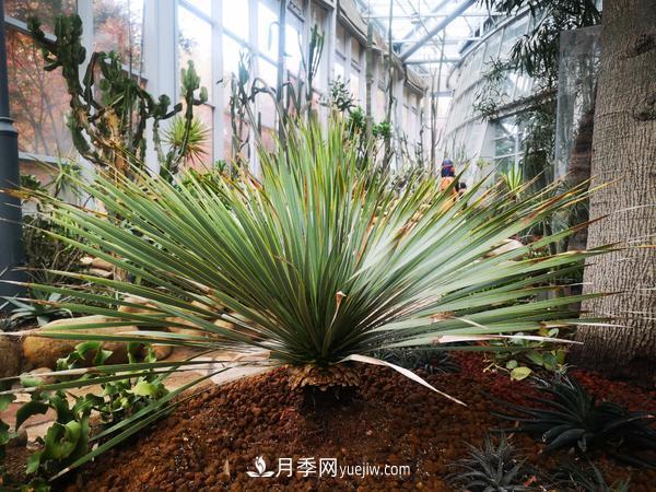 12種稀奇植物首次落戶鄭州植物園，免費對外展覽(圖2)