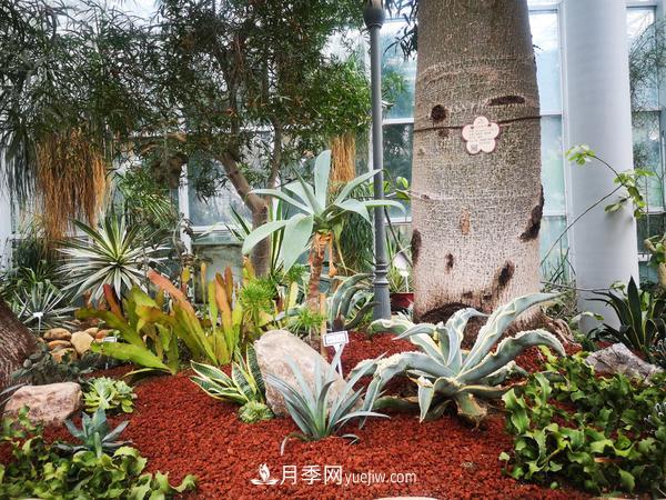 12種稀奇植物首次落戶鄭州植物園，免費對外展覽(圖3)