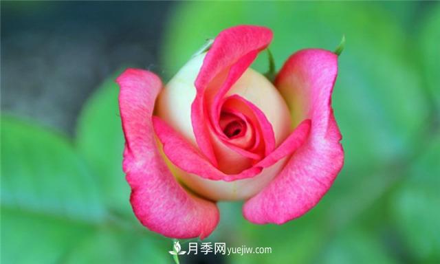 法國月季的摩納哥公主、摩納哥公爵和摩納哥王妃夏琳是什么關(guān)系？(圖1)