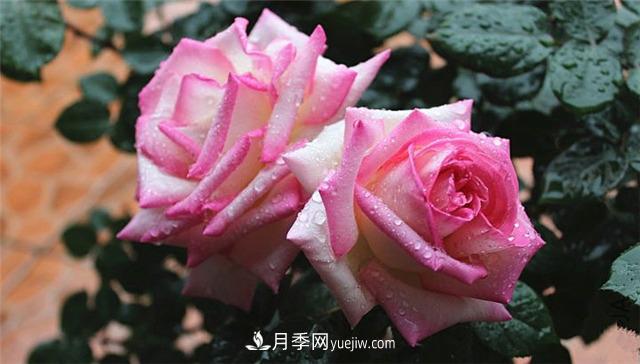法國月季的摩納哥公主、摩納哥公爵和摩納哥王妃夏琳是什么關(guān)系？(圖2)