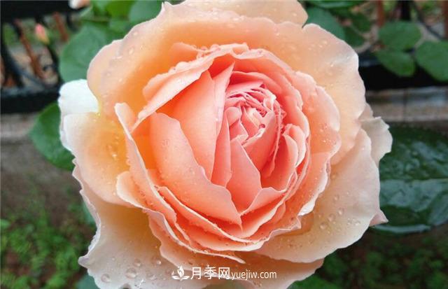 法國月季的摩納哥公主、摩納哥公爵和摩納哥王妃夏琳是什么關(guān)系？(圖4)