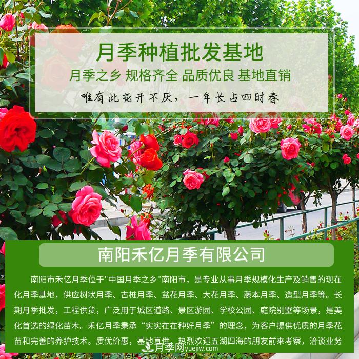 南陽(yáng)禾億月季基地，樹(shù)狀月季和月季裸根苗大量上市歡迎采購(gòu)(圖1)
