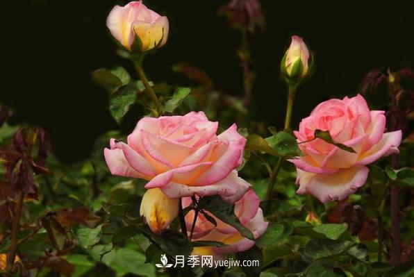 盆栽月季為什么花越開越小？要堅持每年換盆(圖1)