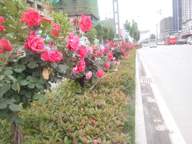 山西運(yùn)城：月季花街，賞花要讓花入你眼中來(圖1)