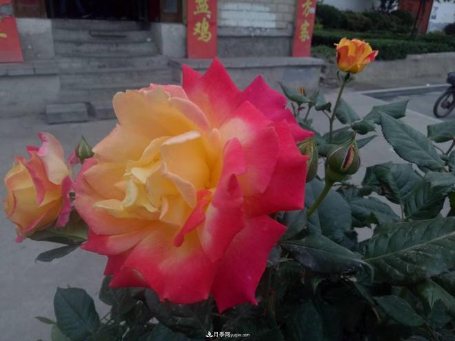 山西運(yùn)城：月季花街，賞花要讓花入你眼中來(圖2)